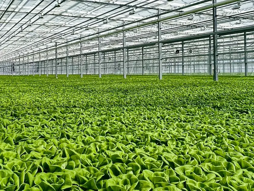 GrowMax Hydroponics NFT Channel Growing System GrowMax Hydroponics NFT Channel Growing System