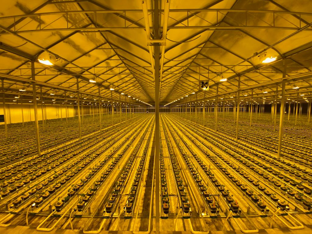 GrowMax Pro Substrate Gutter: Commercial Tomato & Strawberry Hydroponic Growing System GrowMax Pro Substrate Gutter: Commercial Tomato & Strawberry Hydroponic Growing System