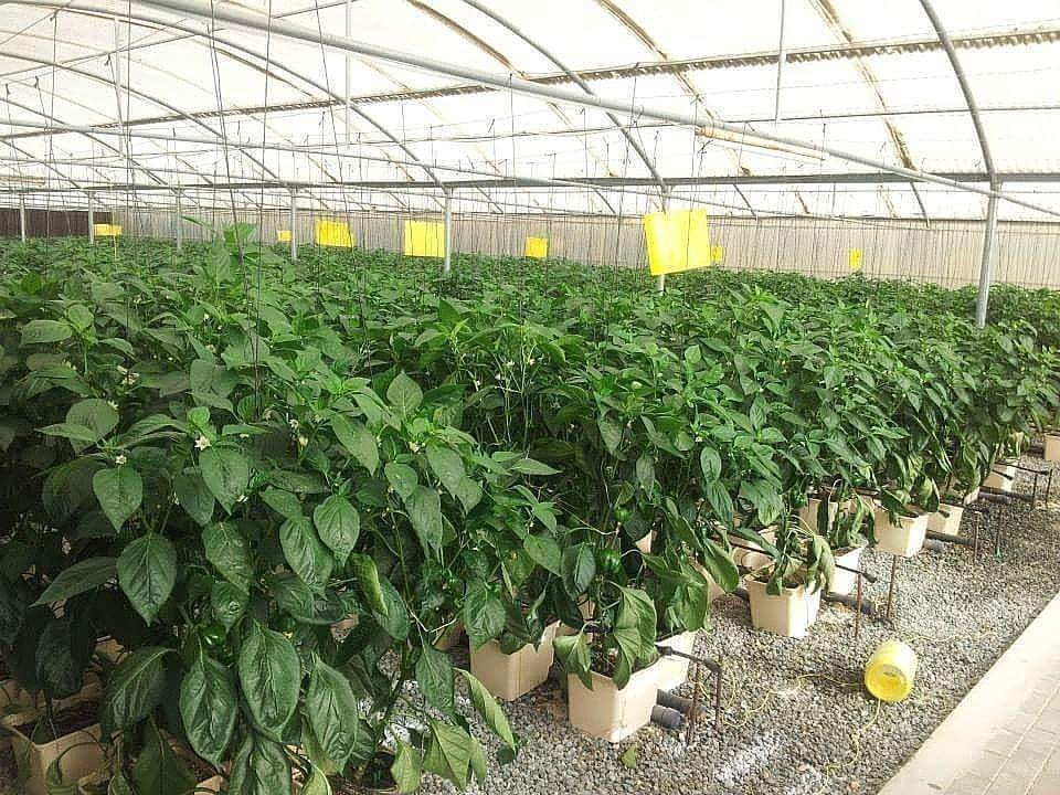 GrowMax Pro Dutch Bucket System: Industrial Drip Irrigation for Vine Crops GrowMax Pro Dutch Bucket System: Industrial Drip Irrigation for Vine Crops