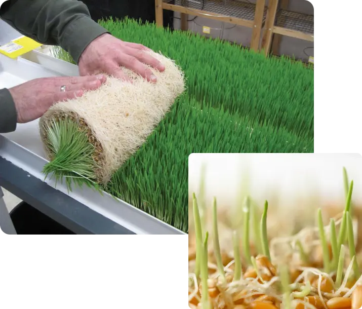 GrowMax High-Yield Fodder Module: Rapid 7-Day Growth Cycle for Commercial Livestock Growing System GrowMax High-Yield Fodder Module: Rapid 7-Day Growth Cycle for Commercial Livestock Growing System